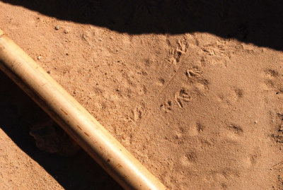 Tracks of a ??? (bamboo stick is about one inch [2.5cm] wide)