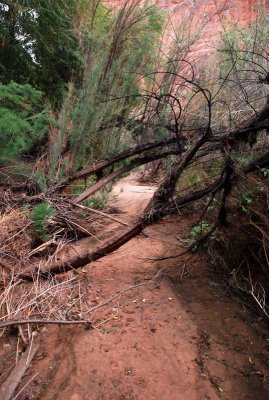 Hiking route in the lower canyon (at least when it's not in flood)