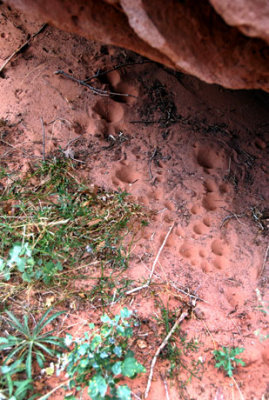 Ant lion holes in sand under a rock shelf