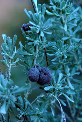 Big sagebrush (Artemisia tridentata); the purple bulbs might not be part of the plant
