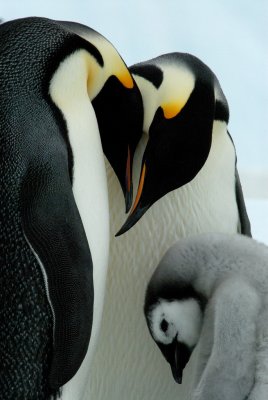 Feeding ritual