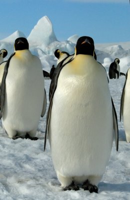 Emperos Penguins with full belly