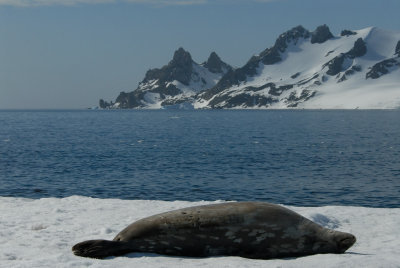 Half Moon Island and Weddell Seal