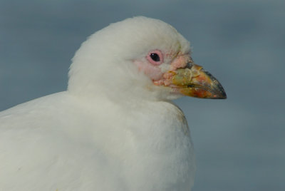 Snowy Sheathbill