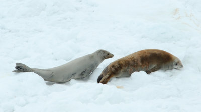 Crabeater seal with pup