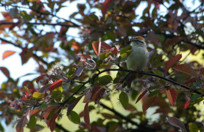 Chipping Sparrow