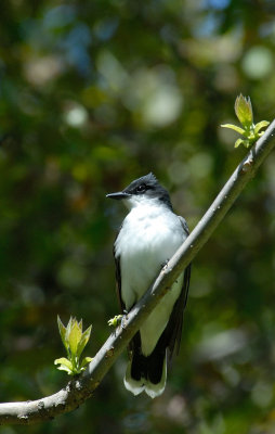 Eastern Kingbird