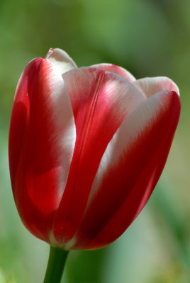 Tulip