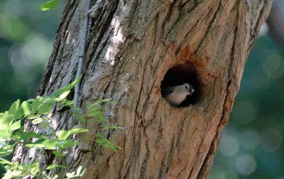 White-breasted Nuthatch on nest