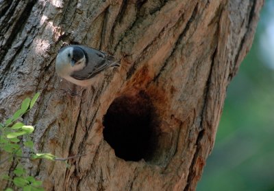 White-breasted Nuthatch next to nest