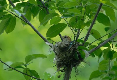 Wood Trush on nest