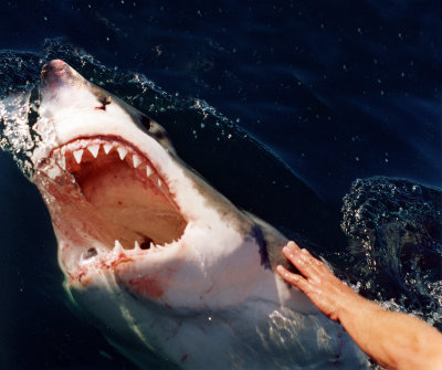 great_white_sharks