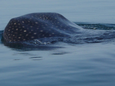 Whale Shark