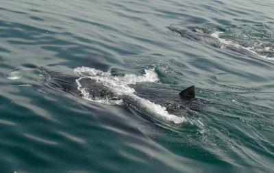  Manta Ray and Whale Shark