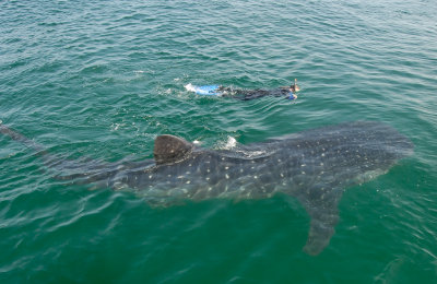  Whale Shark ( and Mary )