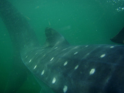   Whale Shark