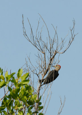 Golden-fronted Woodpecker