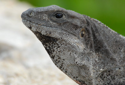 Spiny -tailed ( black ) Iguana