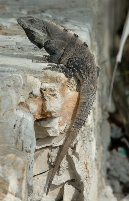 Spiny tailes ( black ) Iguana