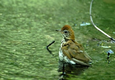 Brown Trush bathing