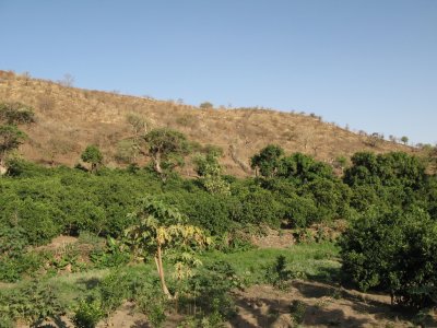 Suleil orchards