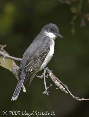 Eastern Kingbird