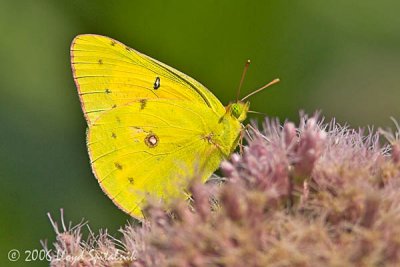 Orange Sulphur