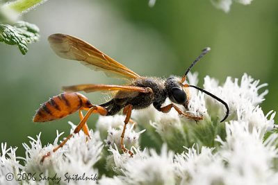 Grass-carrying Wasp