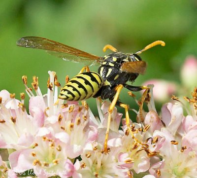 European Paper Wasp (male)