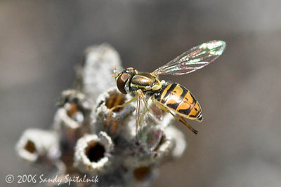 Syrphid Fly (female)