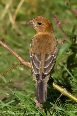 Blue Grosbeak