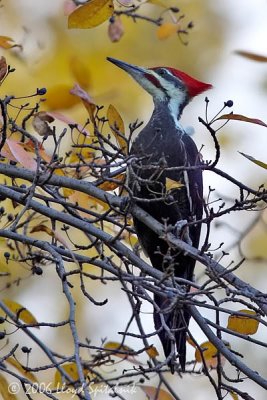 Pileated Woodpecker