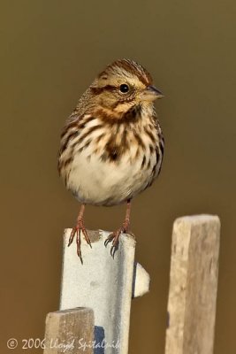 Song Sparrow