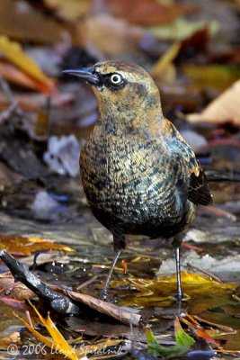 Rusty Blackbird