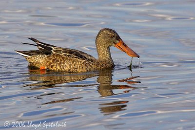 Northern Shoveler 