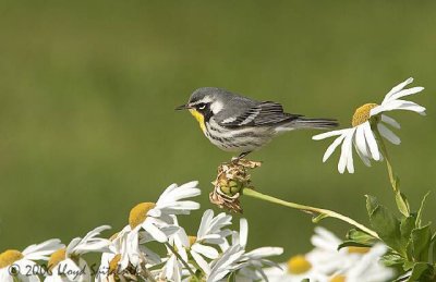 Yellow-throated Warbler