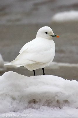 Ivory Gull
