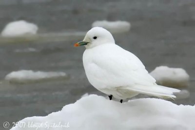 Ivory Gull