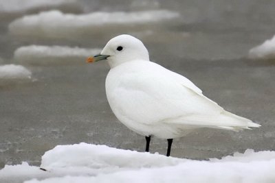 Ivory Gull (adult)