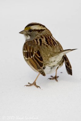 White-throated Sparrow