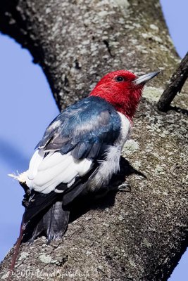 Red-headed Woodpecker