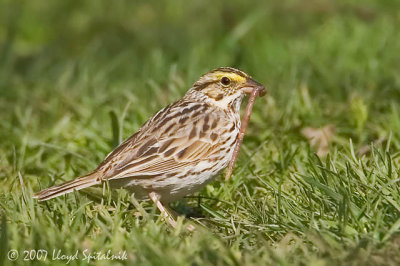 Savannah Sparrow