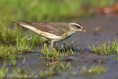 Louisiana Waterthrush