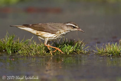 Louisiana Waterthrush