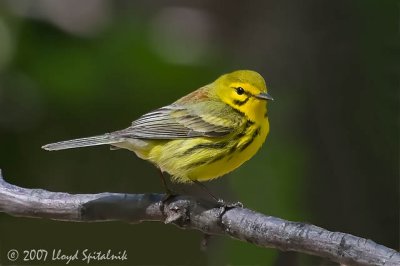 Prairie Warbler