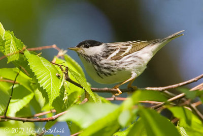 Blackpoll Warbler