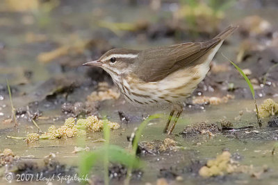 Louisiana Waterthrush