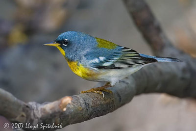 Northern Parula (male)