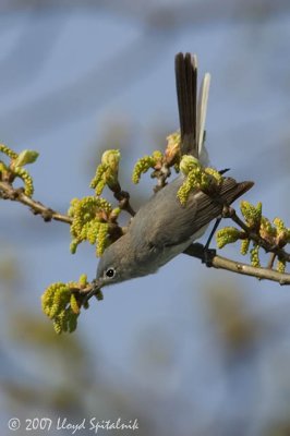 Blue-gray Gnatcatcher