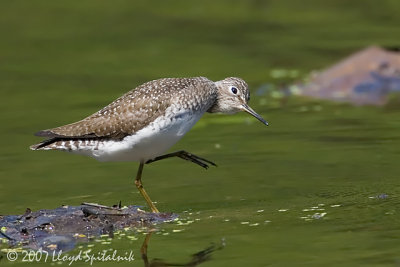 Solitary Sandpiper